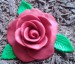 detail růže